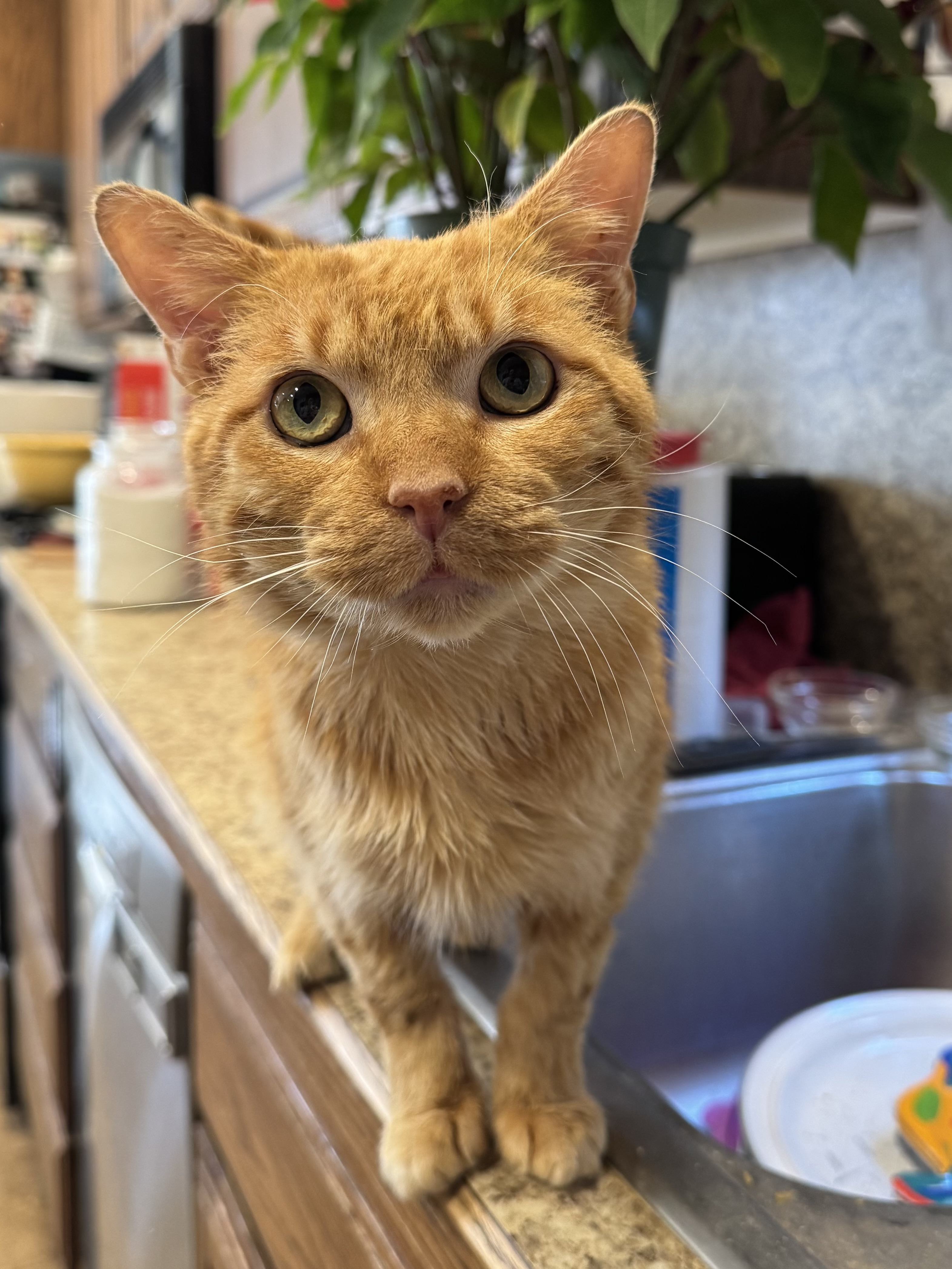 Picture of the Animal Listed