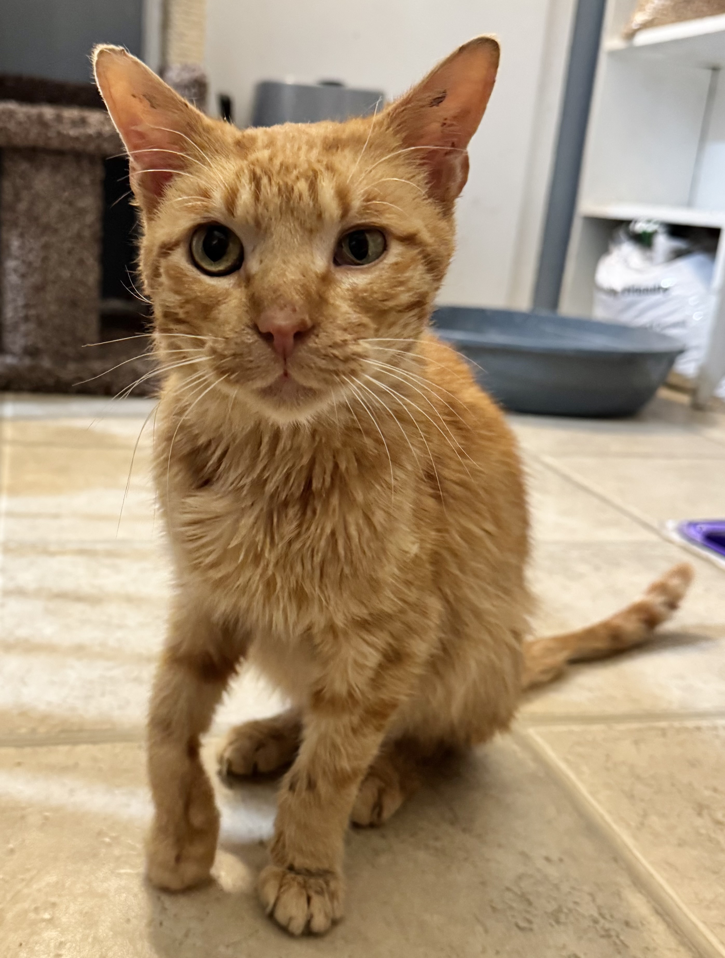 Picture of the Animal Listed