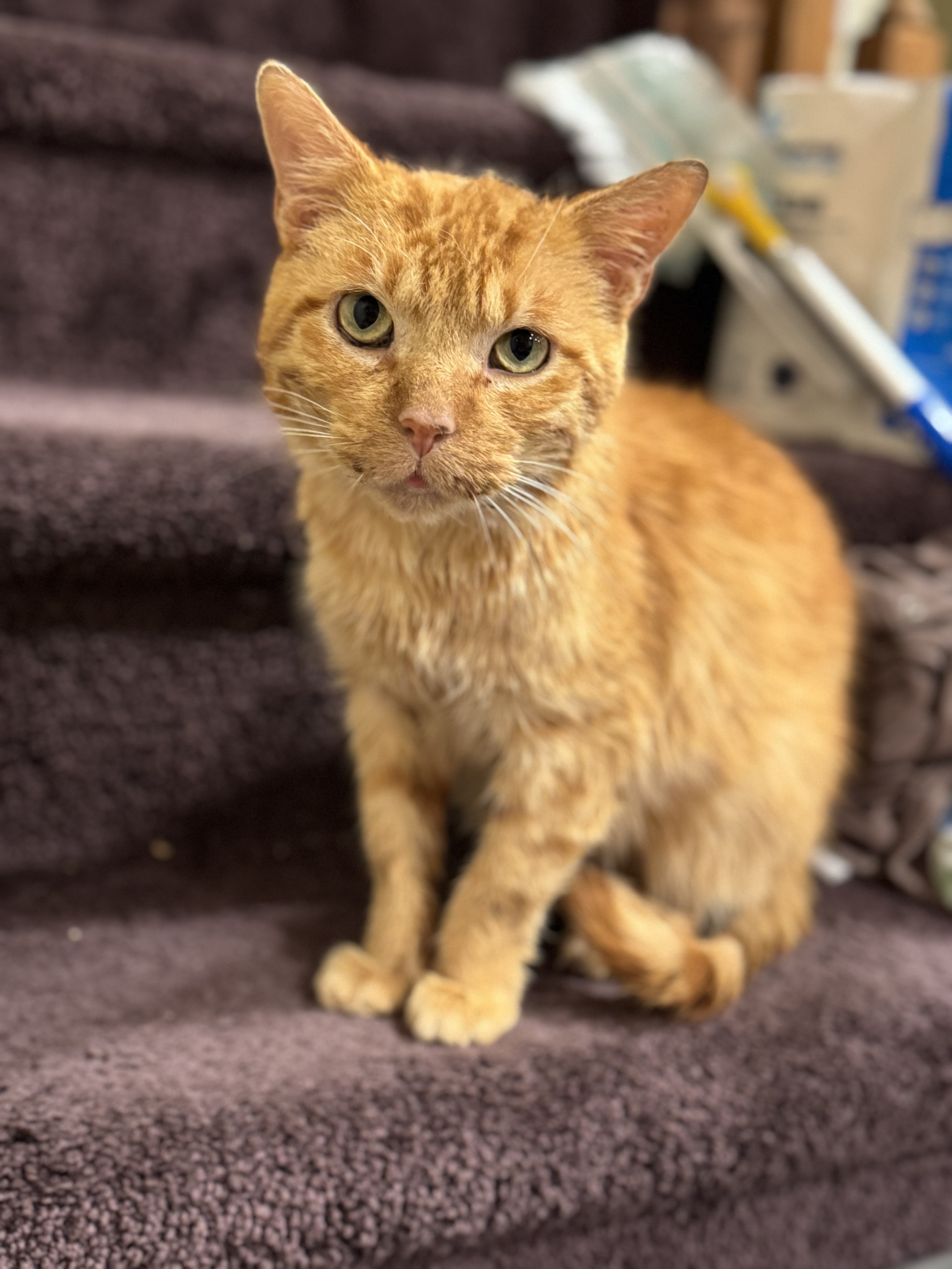 Picture of the Animal Listed