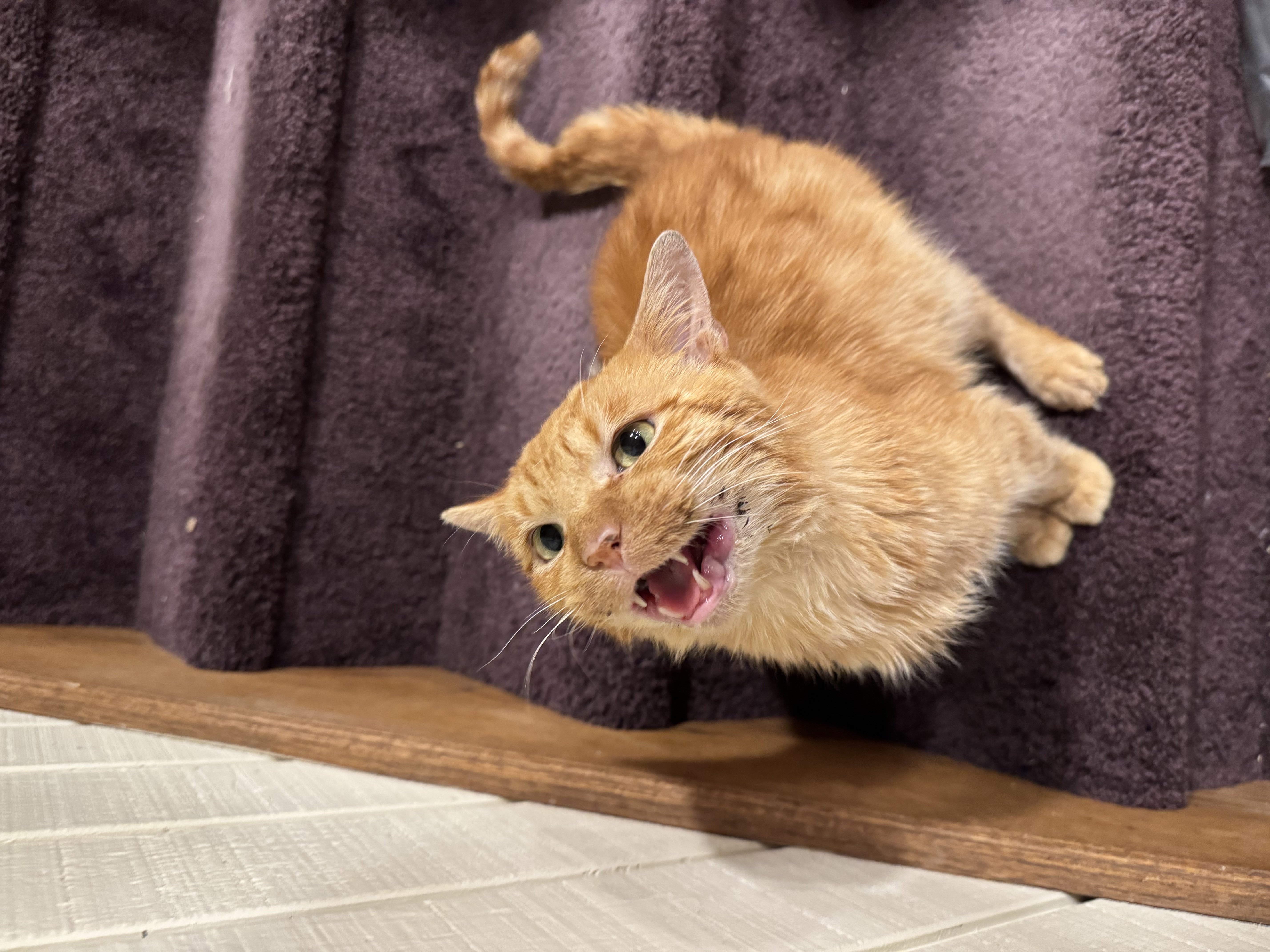 Picture of the Animal Listed