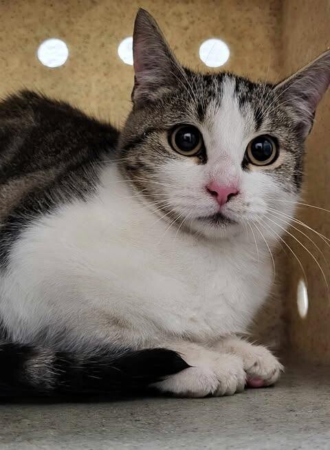 Picture of the Animal Listed