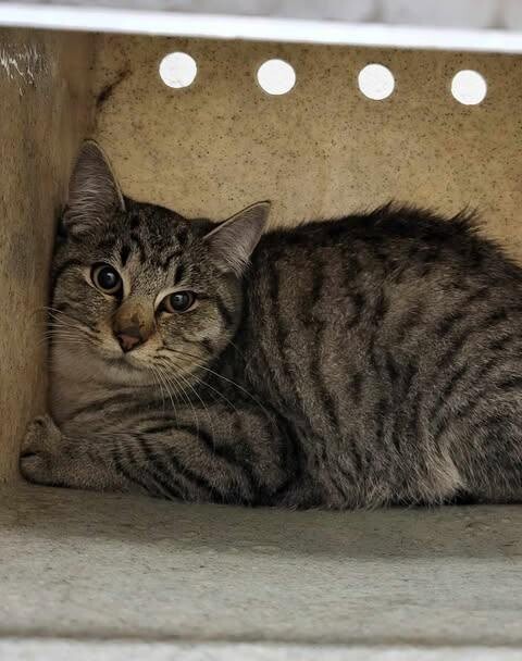 Picture of the Animal Listed