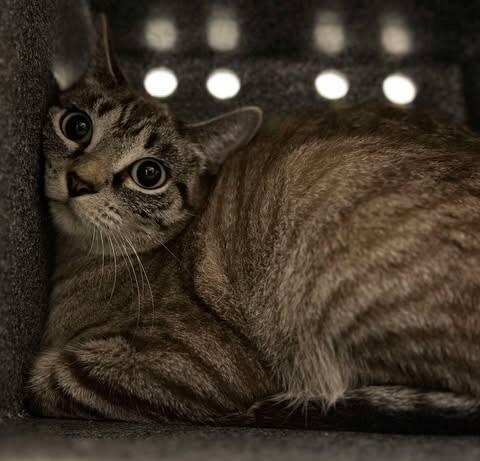 Picture of the Animal Listed