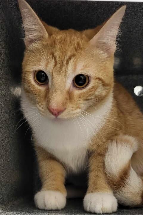 Picture of the Animal Listed