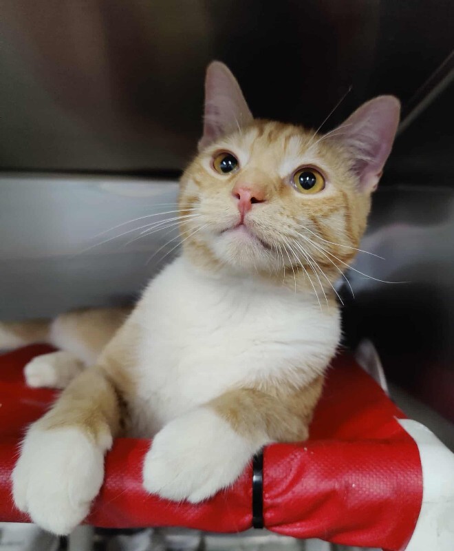 Picture of the Animal Listed