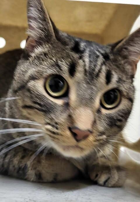 Picture of the Animal Listed