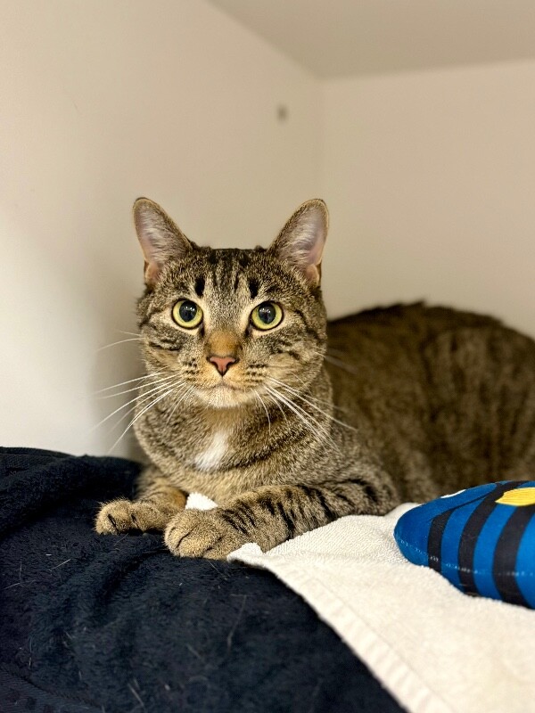 Picture of the Animal Listed