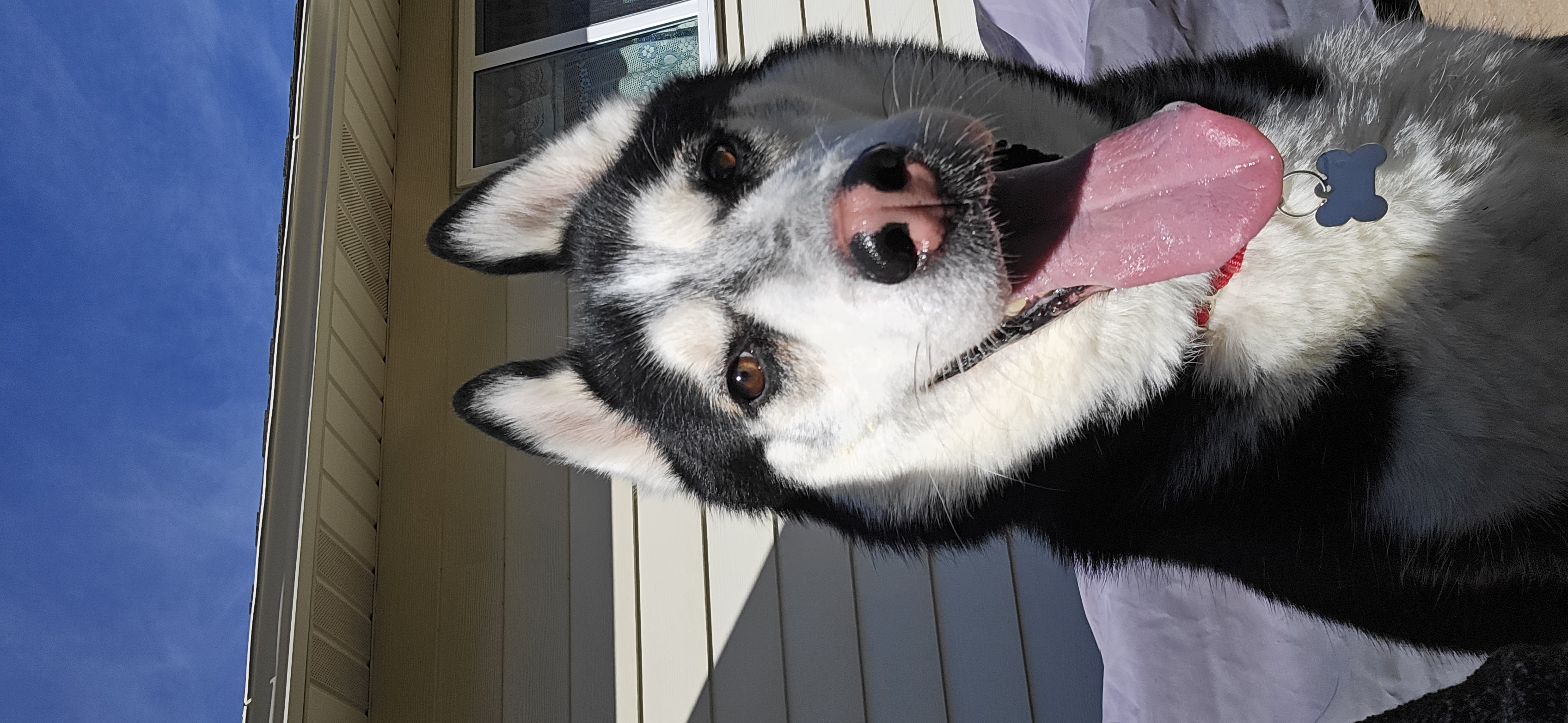 Picture of the Animal Listed