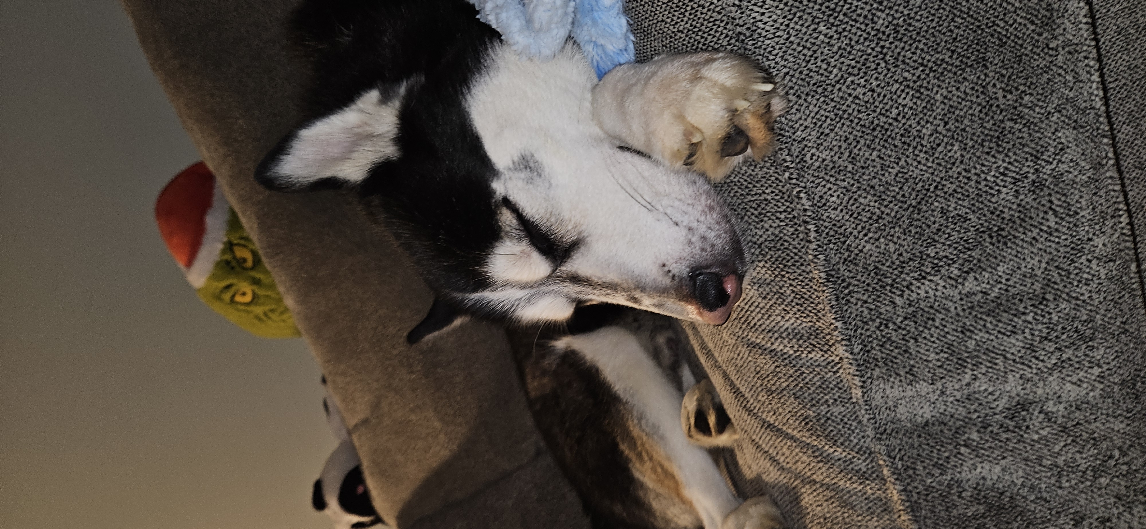 Picture of the Animal Listed