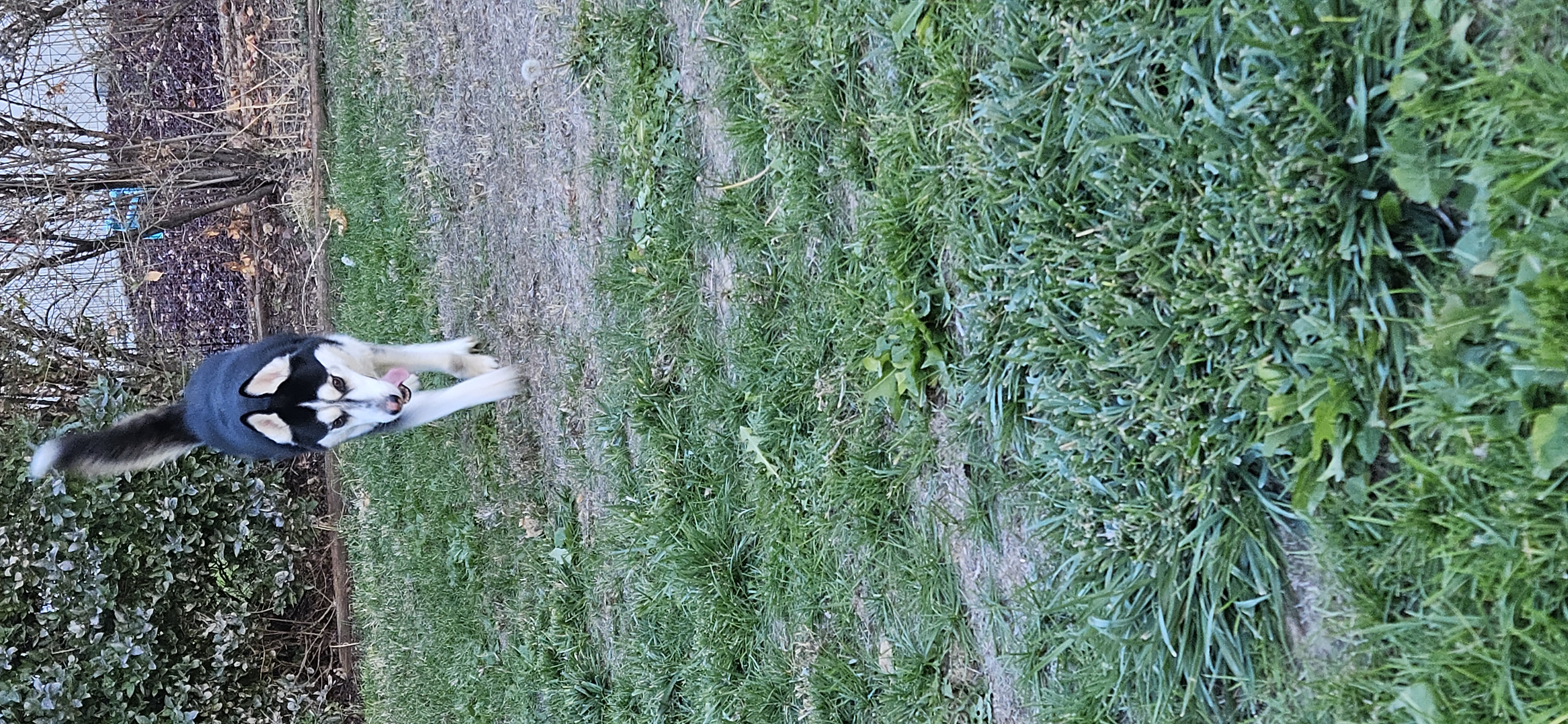 Picture of the Animal Listed