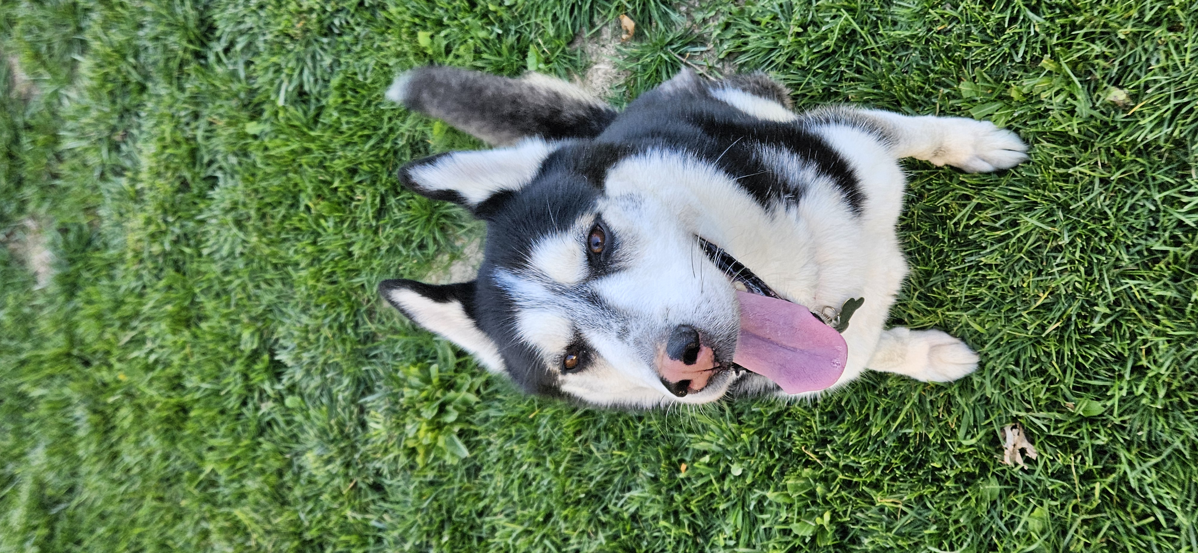 Picture of the Animal Listed