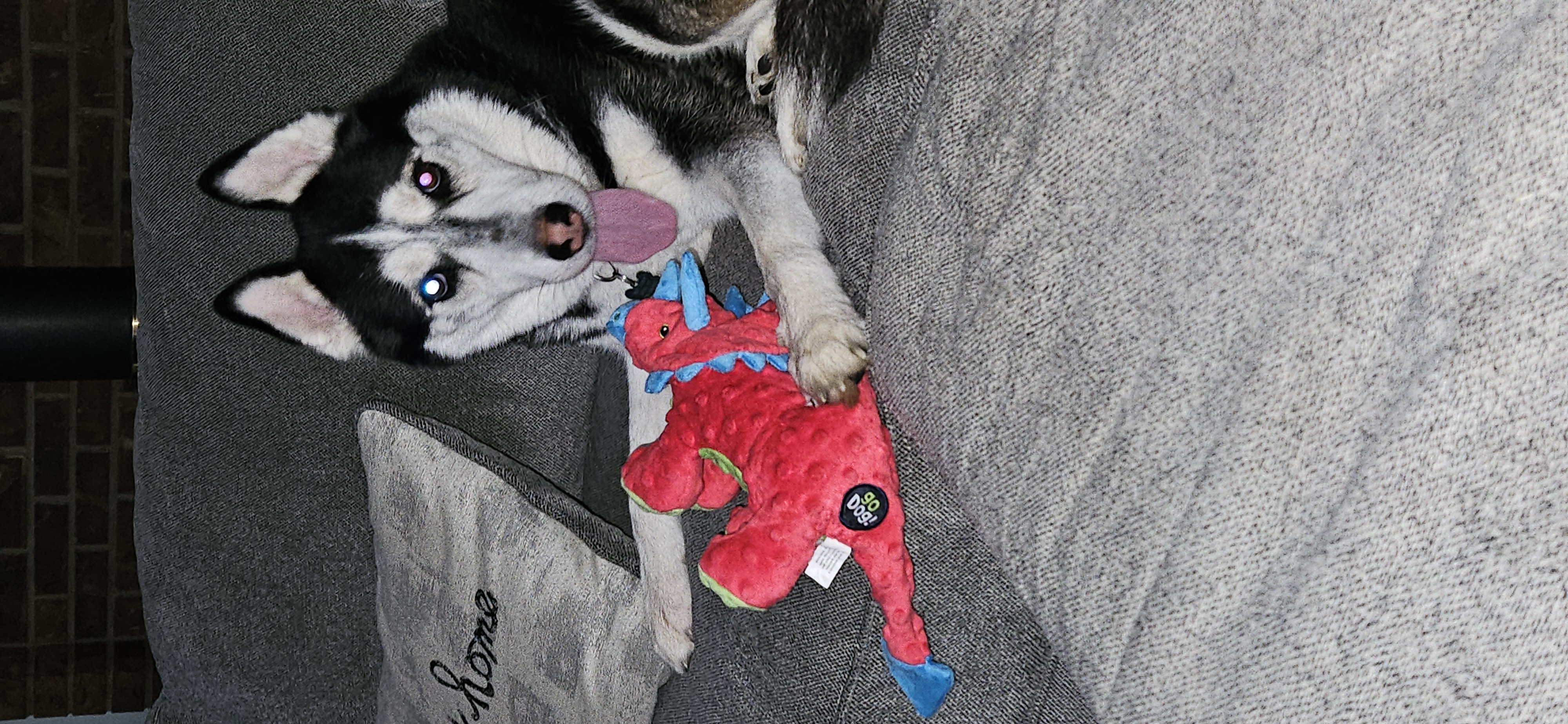 Picture of the Animal Listed