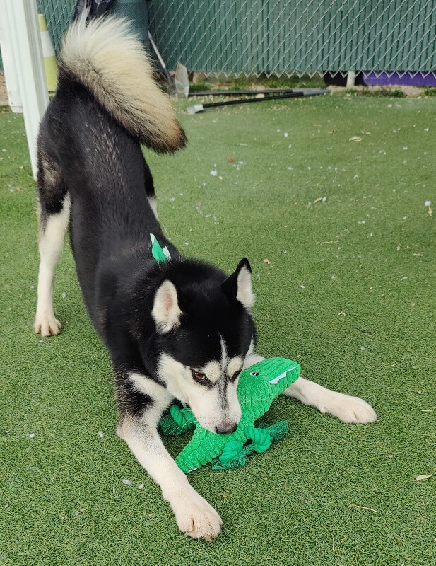 Picture of the Animal Listed