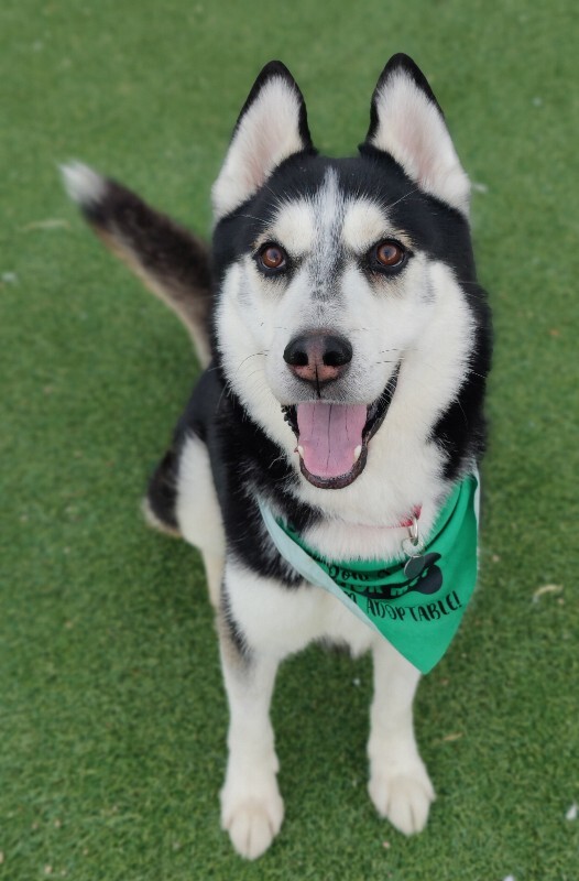 Picture of the Animal Listed