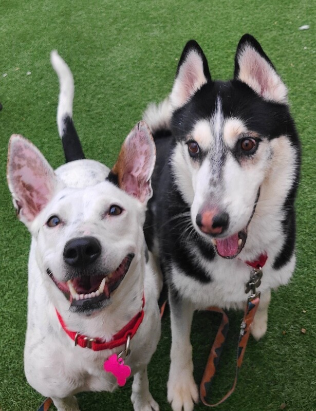 Picture of the Animal Listed