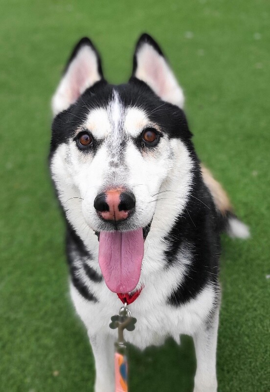 Picture of the Animal Listed