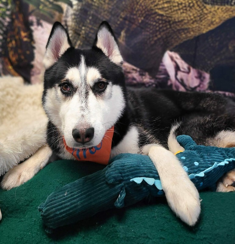 Picture of the Animal Listed