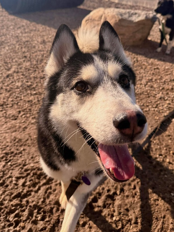 Picture of the Animal Listed