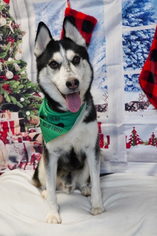 Picture of the Animal Listed