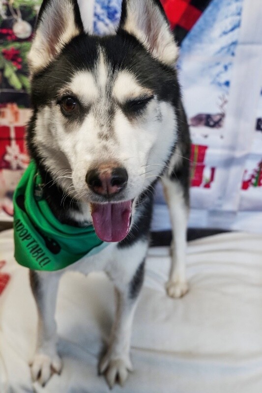 Picture of the Animal Listed