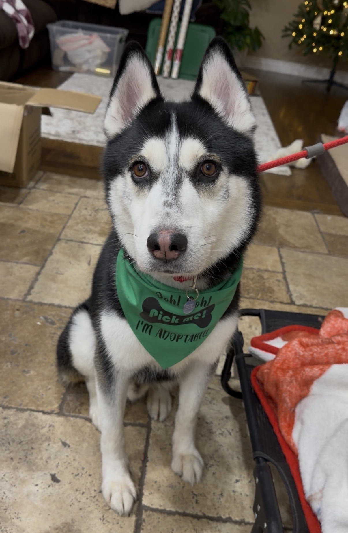 Picture of the Animal Listed