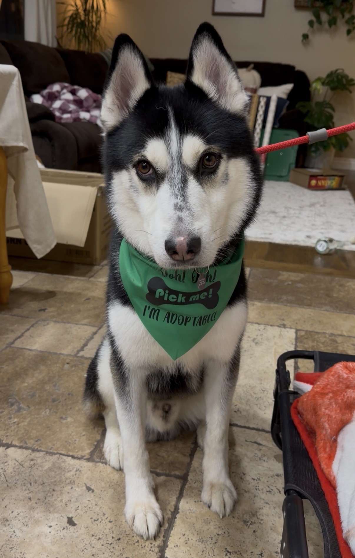 Picture of the Animal Listed