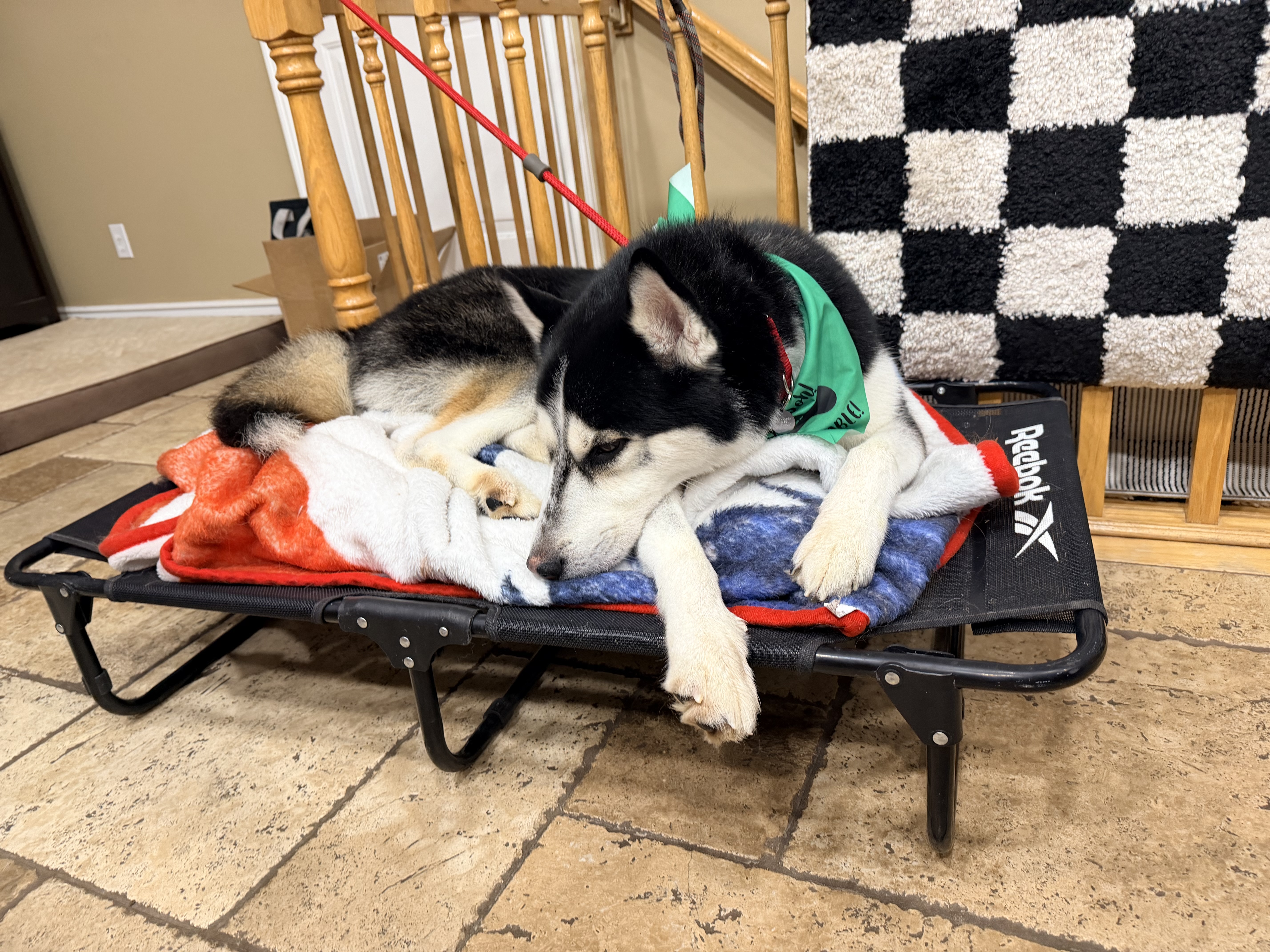 Picture of the Animal Listed