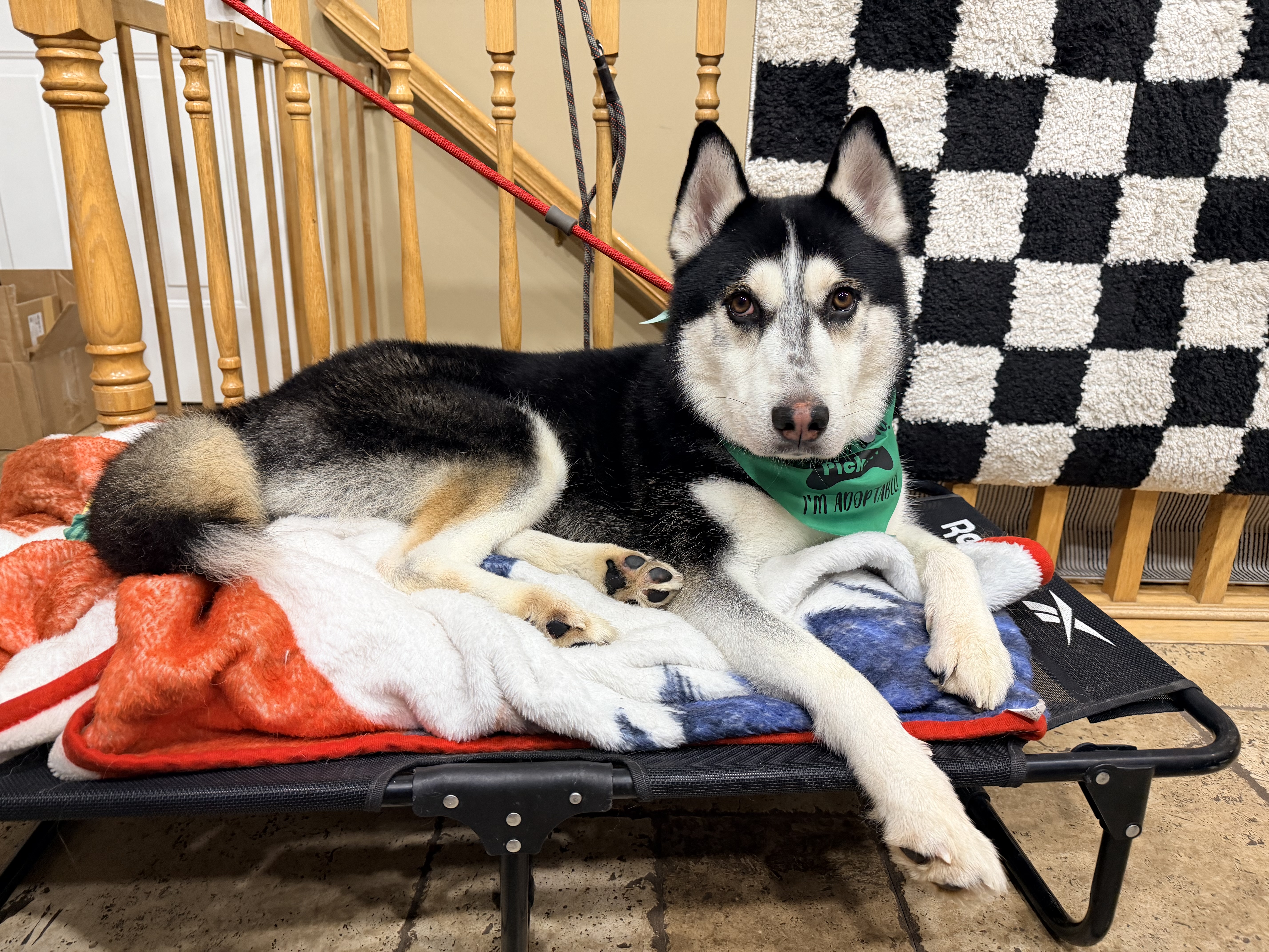 Picture of the Animal Listed