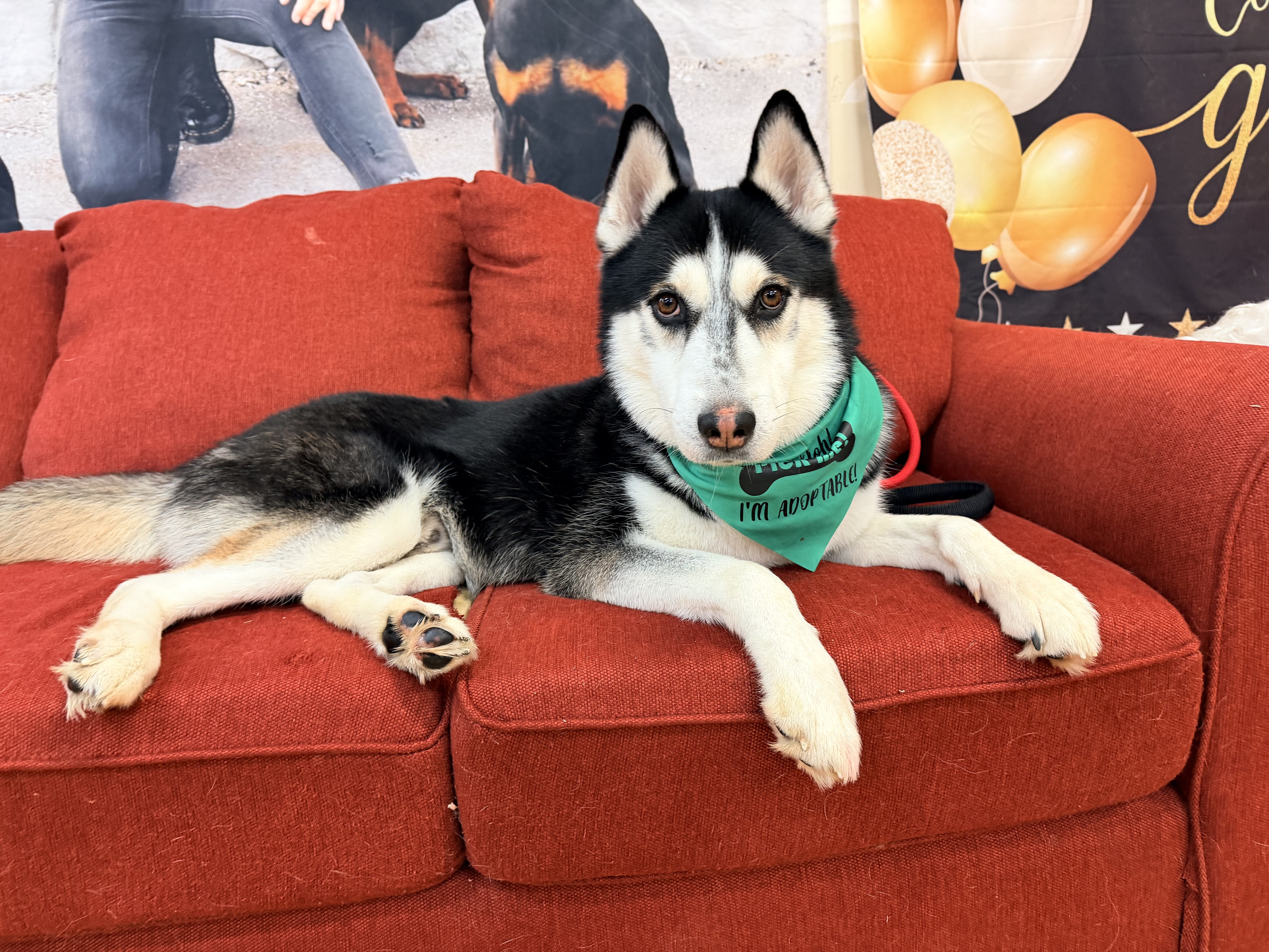 Picture of the Animal Listed