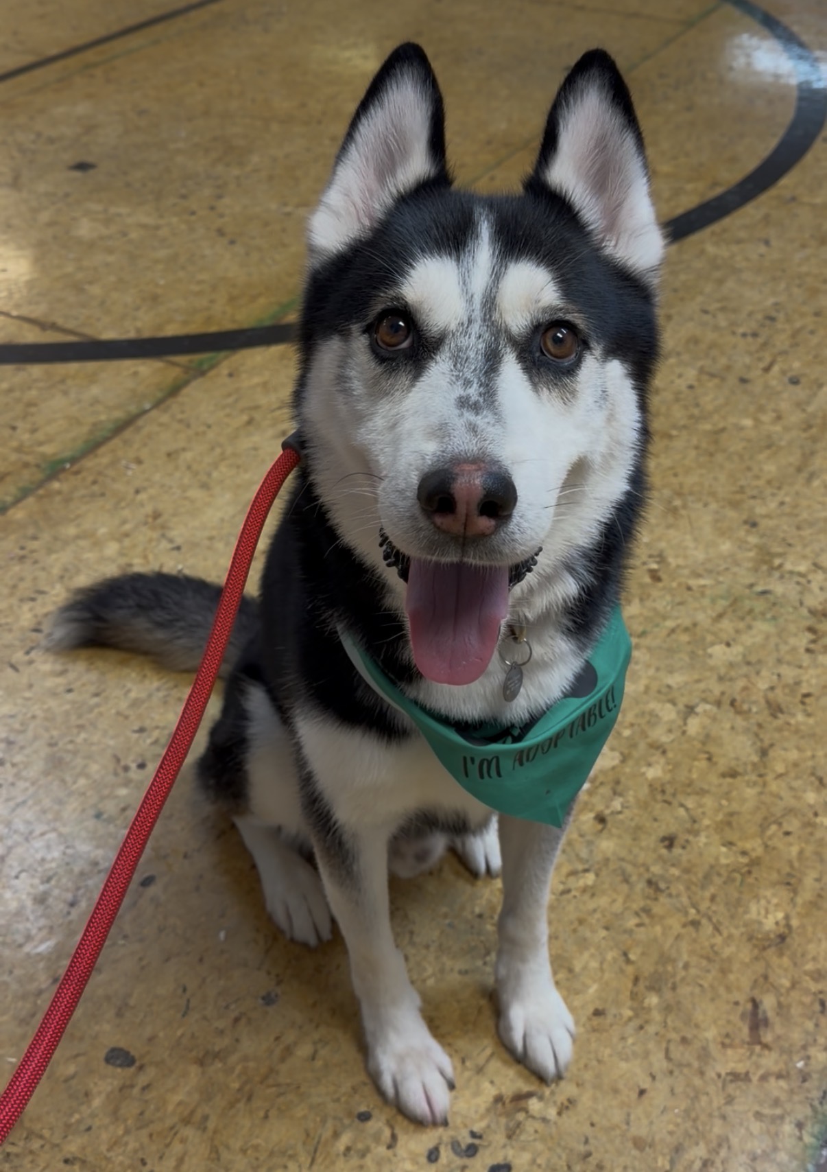 Picture of the Animal Listed