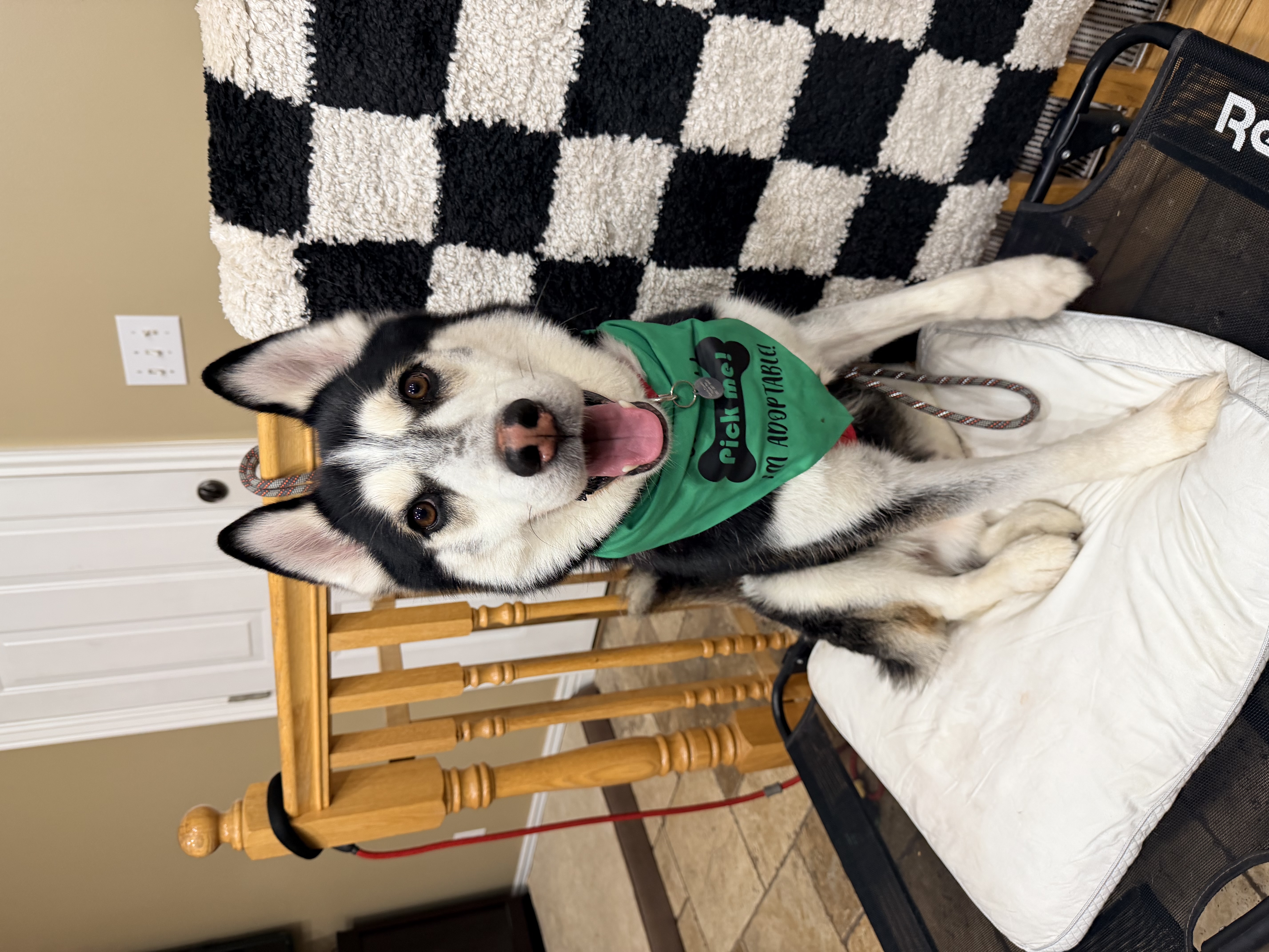 Picture of the Animal Listed