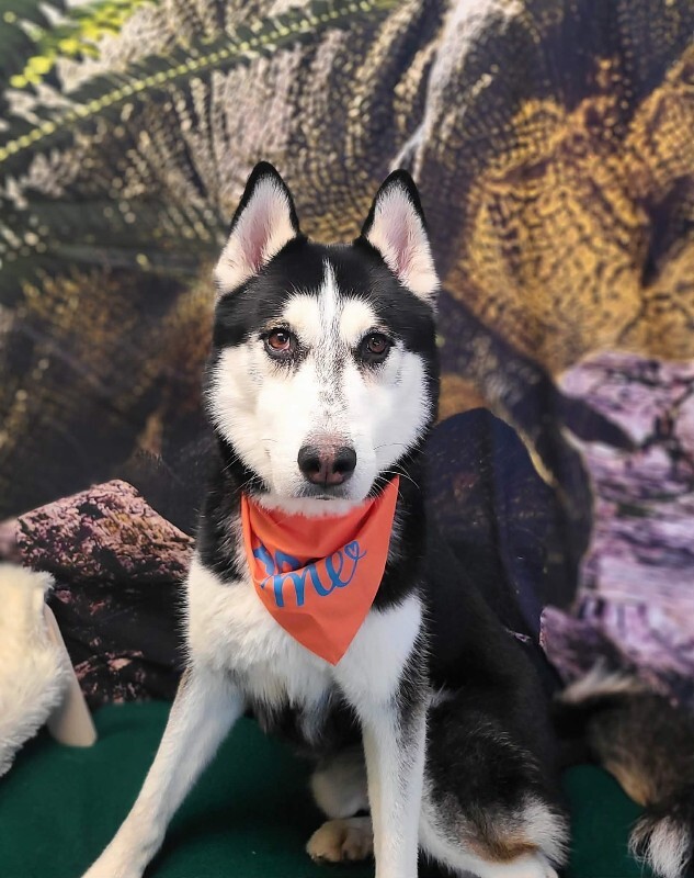 Picture of the Animal Listed