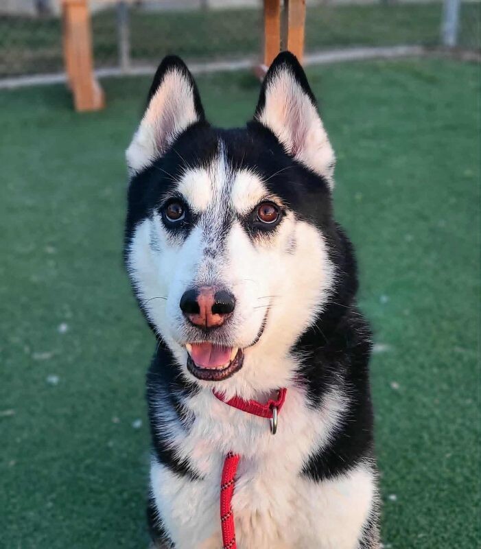 Picture of the Animal Listed