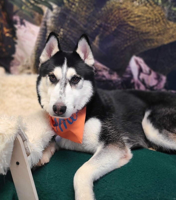 Picture of the Animal Listed