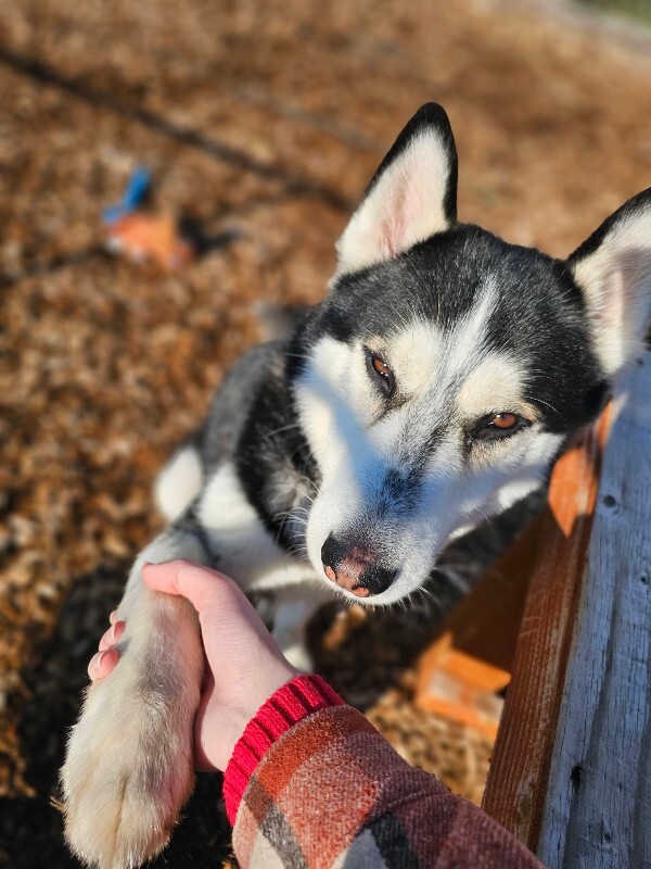 Picture of the Animal Listed