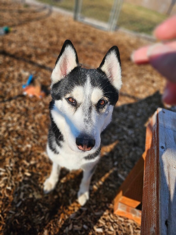 Picture of the Animal Listed