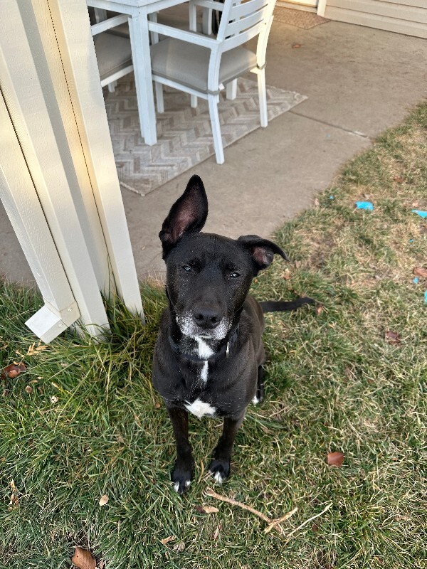 Picture of the Animal Listed