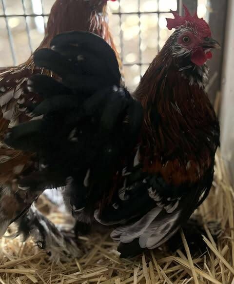 Picture of the Animal Listed