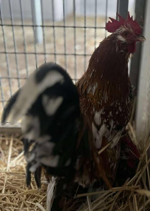 Picture of the Animal Listed