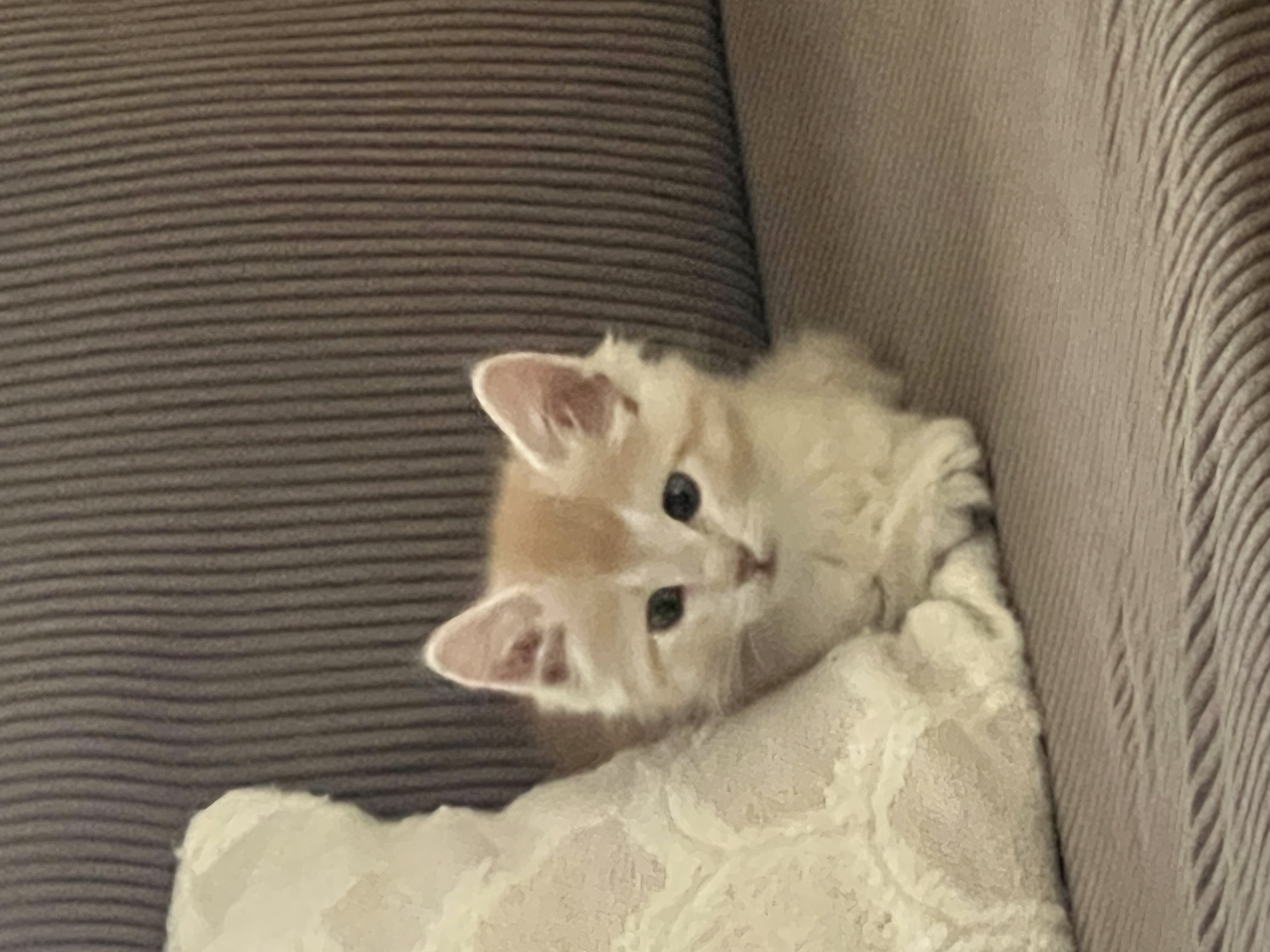 Picture of the Animal Listed