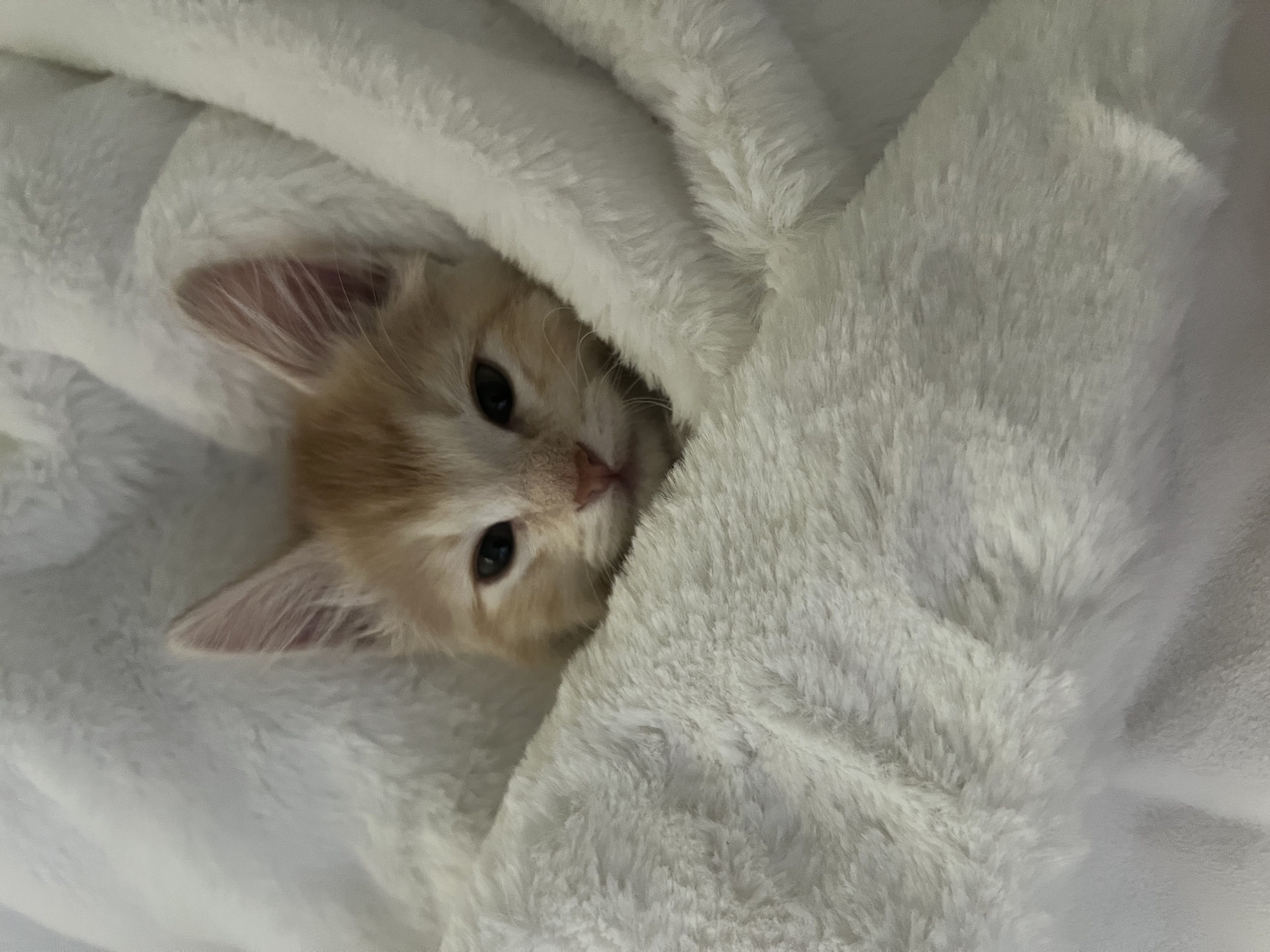 Picture of the Animal Listed