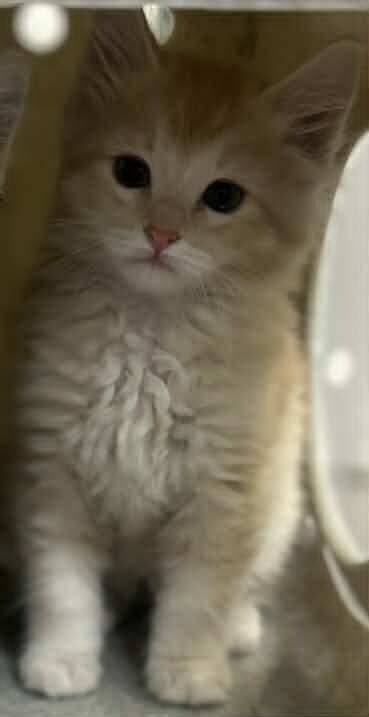 Picture of the Animal Listed