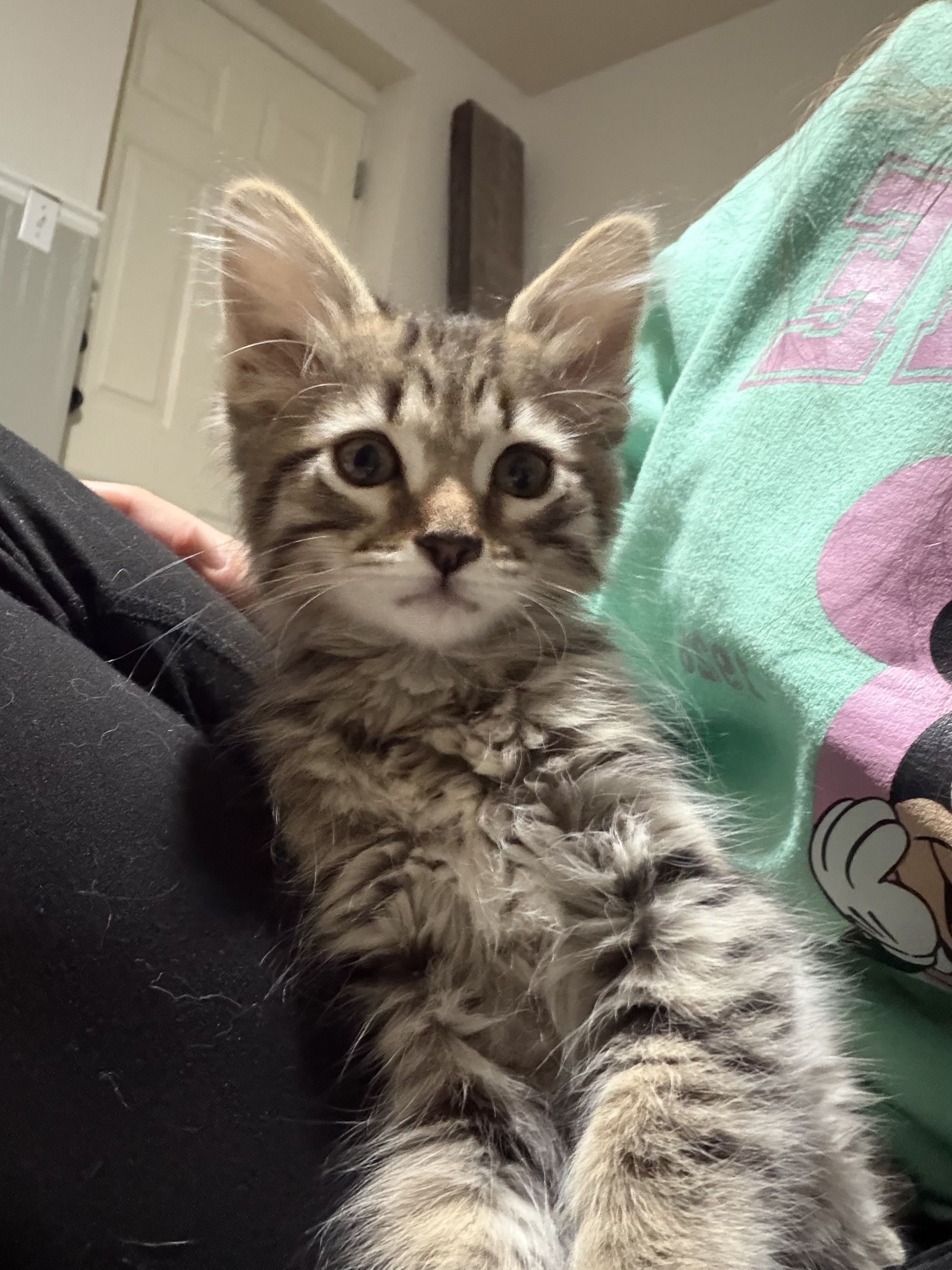 Picture of the Animal Listed