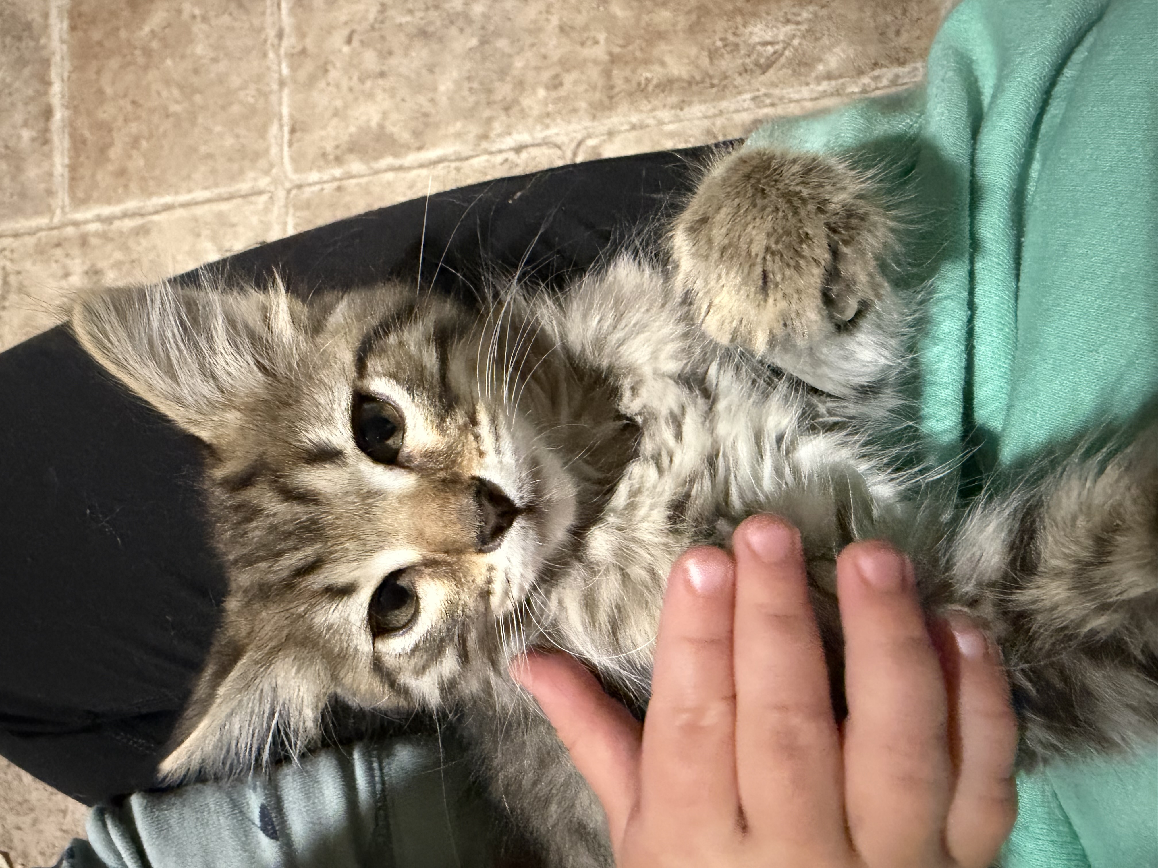 Picture of the Animal Listed