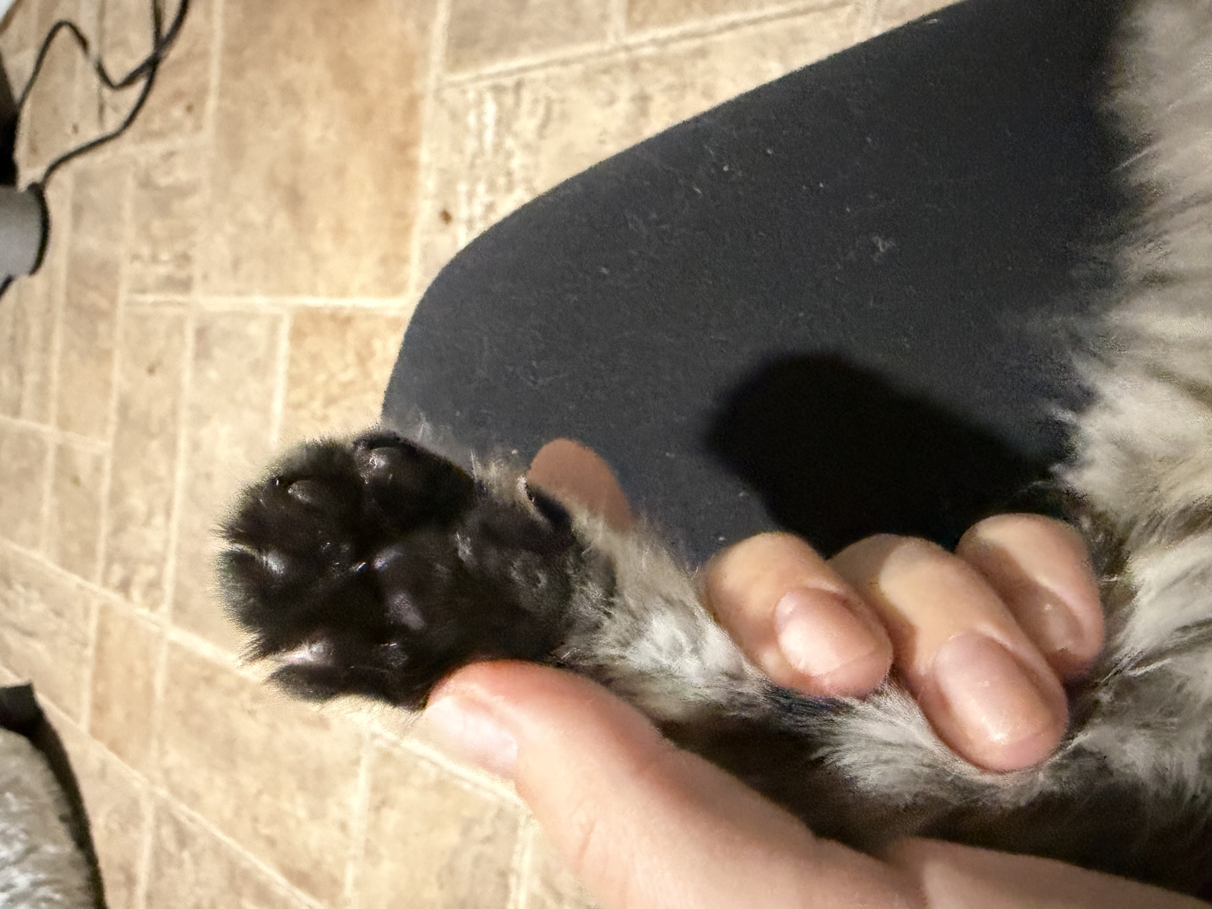 Picture of the Animal Listed