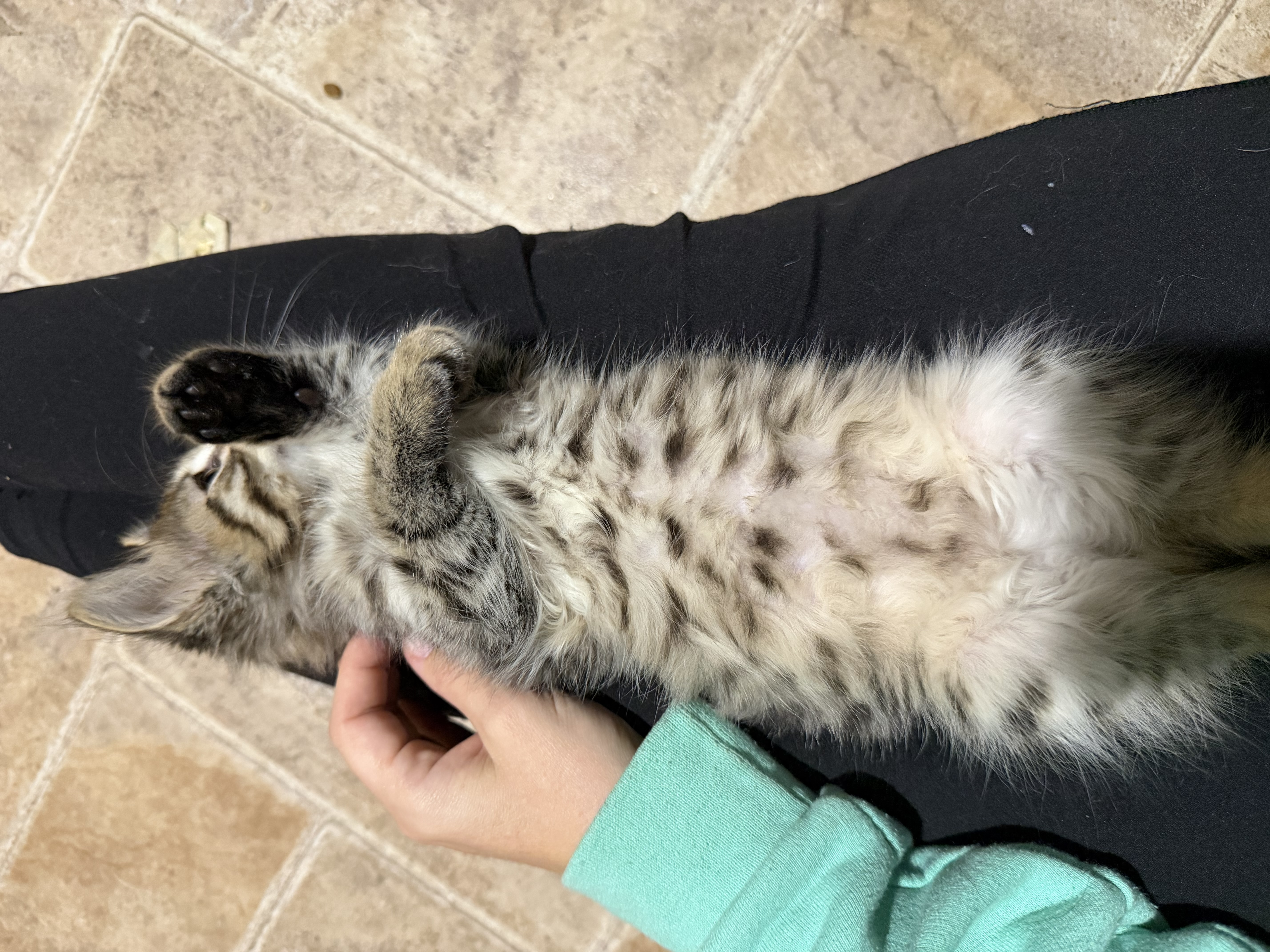 Picture of the Animal Listed