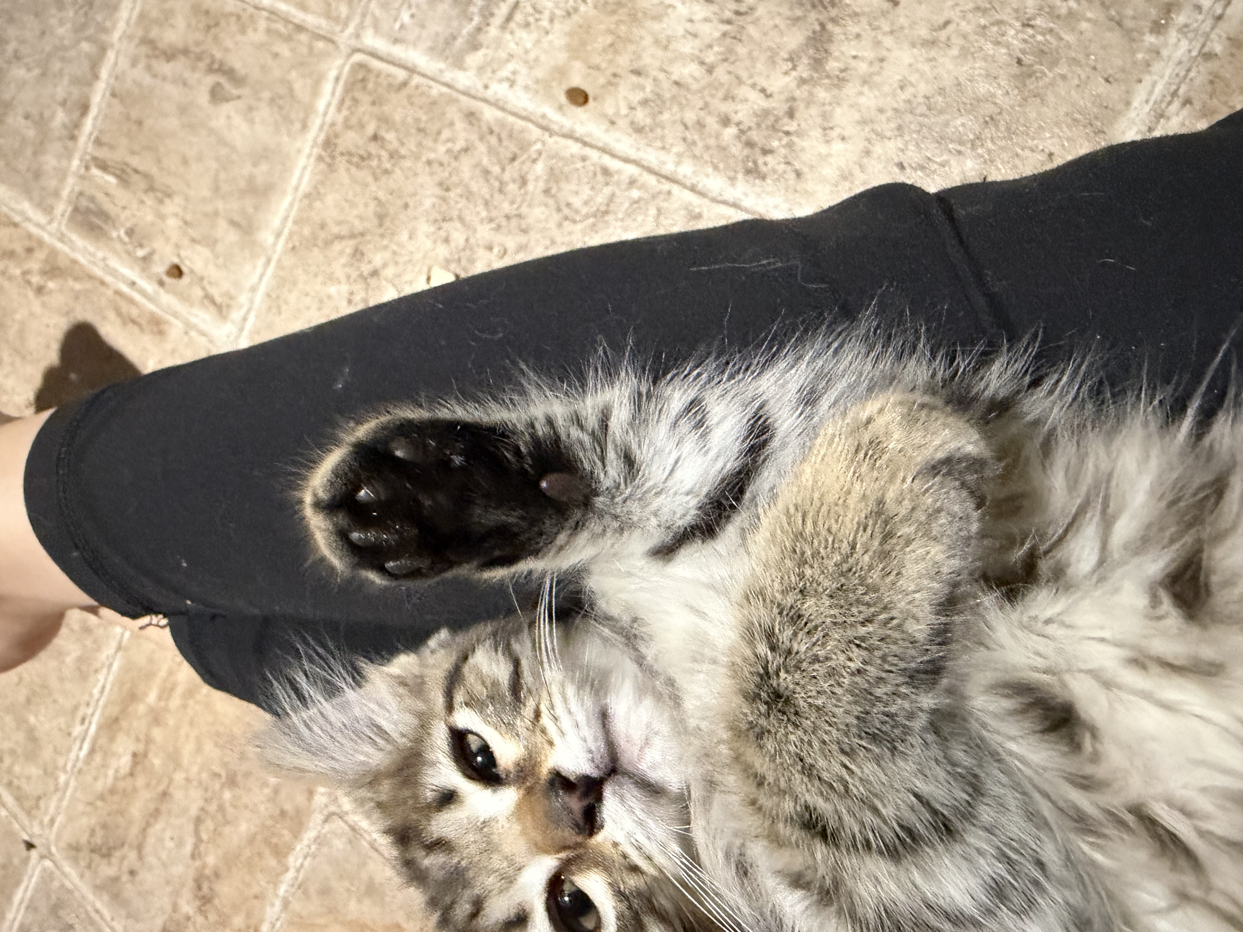 Picture of the Animal Listed