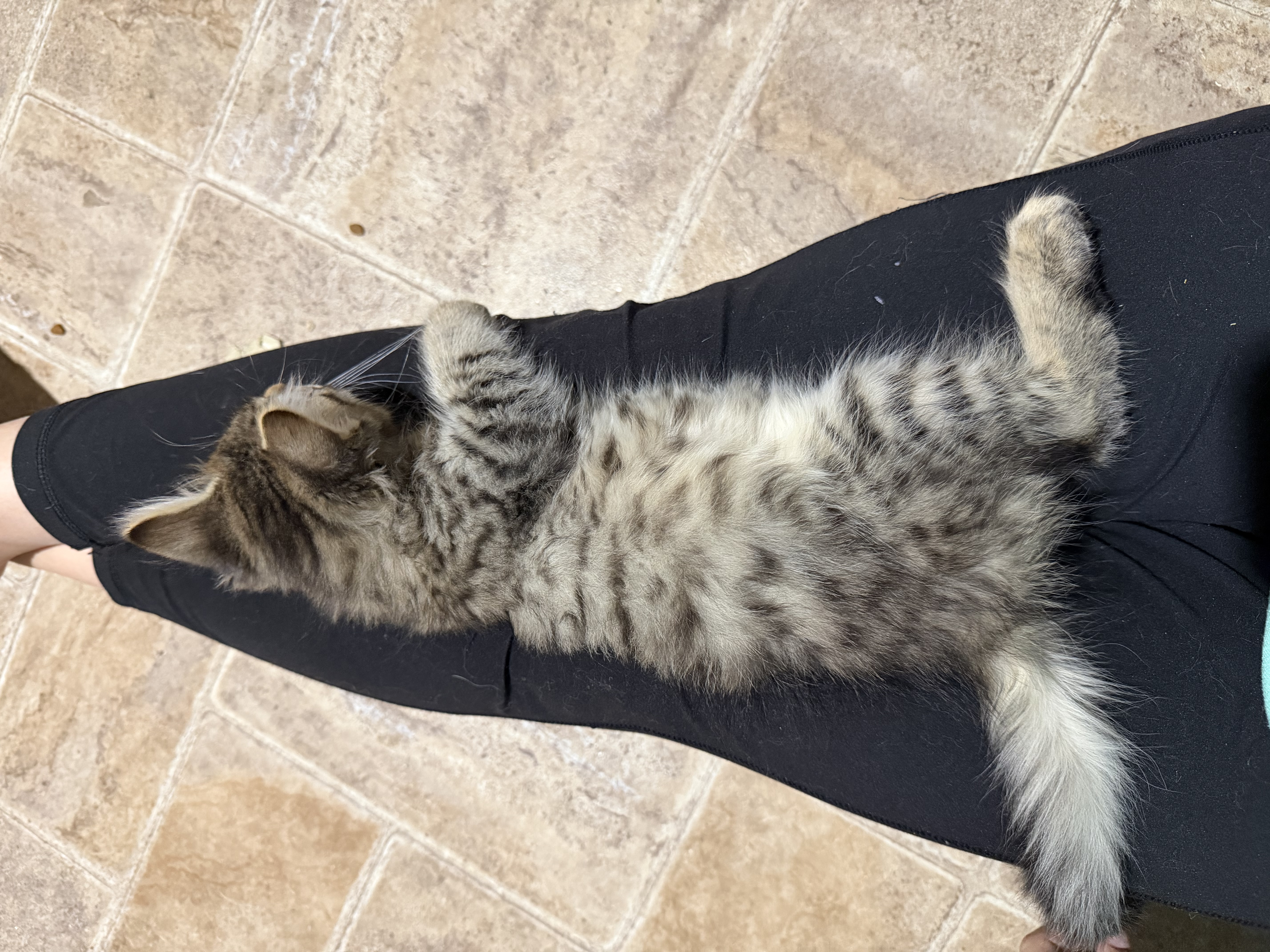 Picture of the Animal Listed