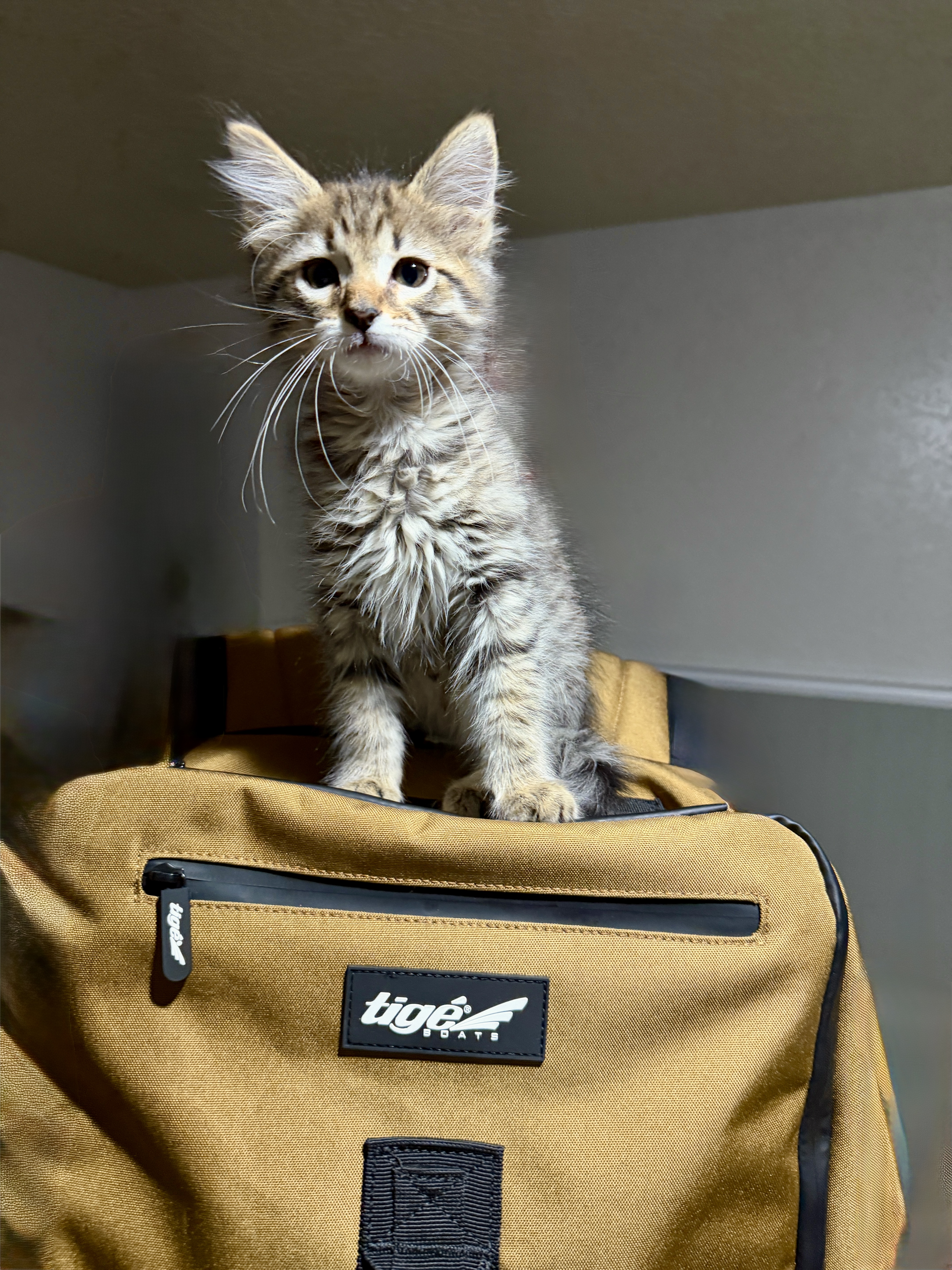 Picture of the Animal Listed