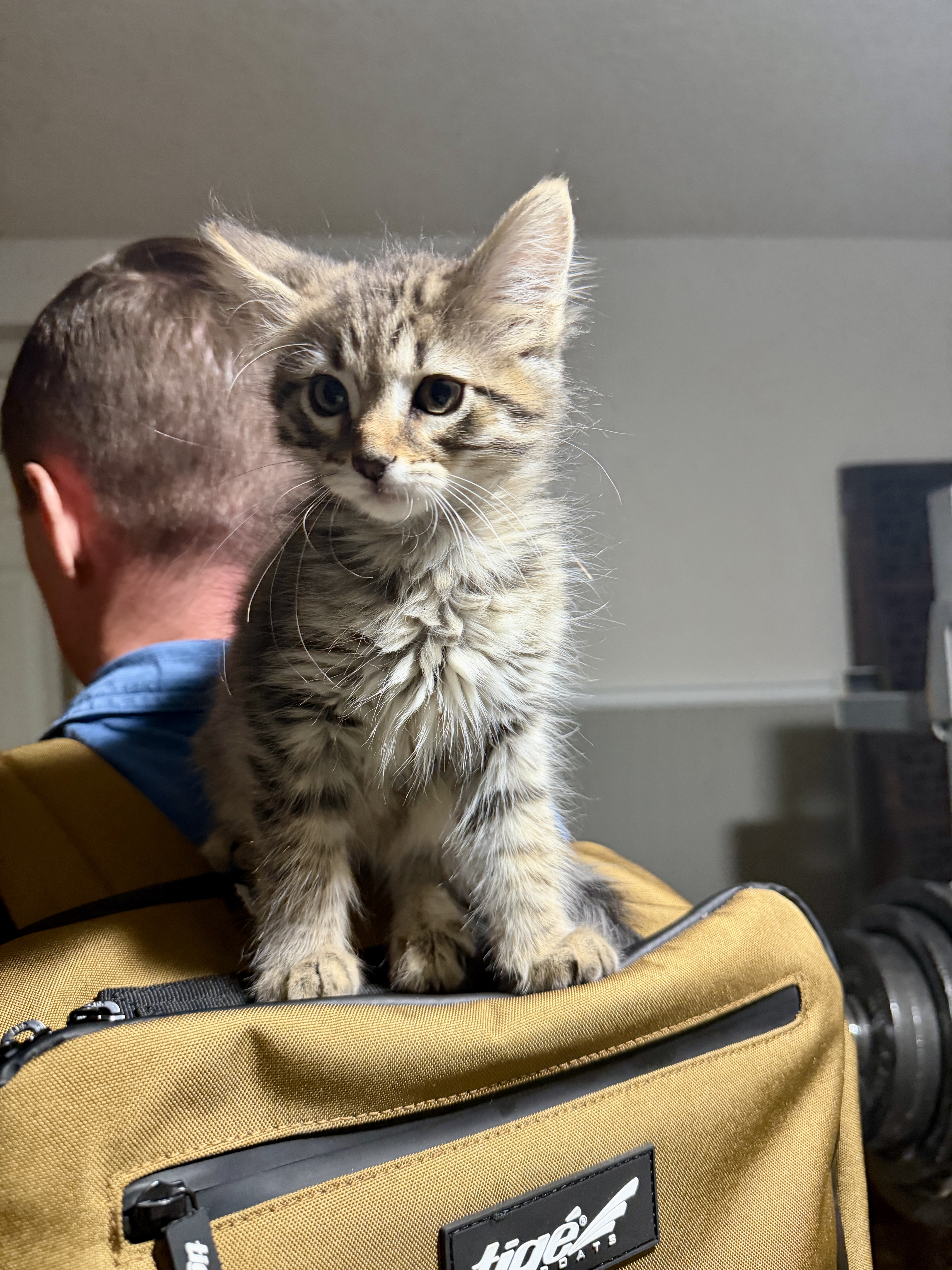 Picture of the Animal Listed